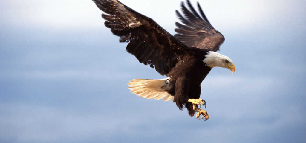 Brackendale Eagle Count is Up