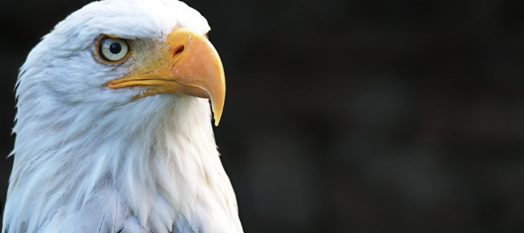 Brackendale Eagle Festival