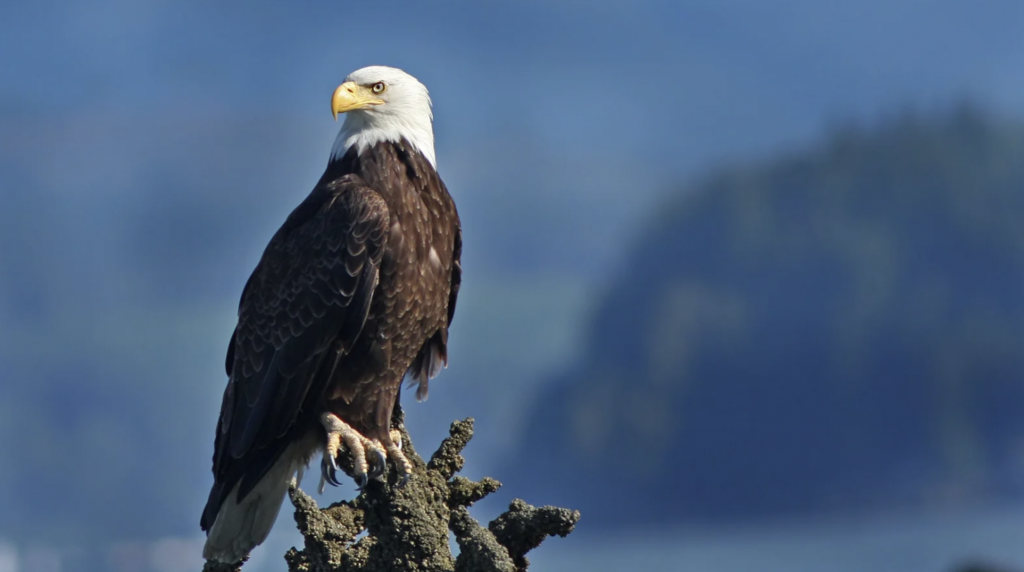 8 Essential Tips to Planning a Fantastic Day of Eagle Watching