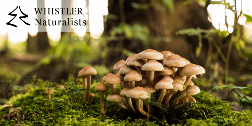 Stay Close to the Action: Fungus Among Us Mushroom Festival