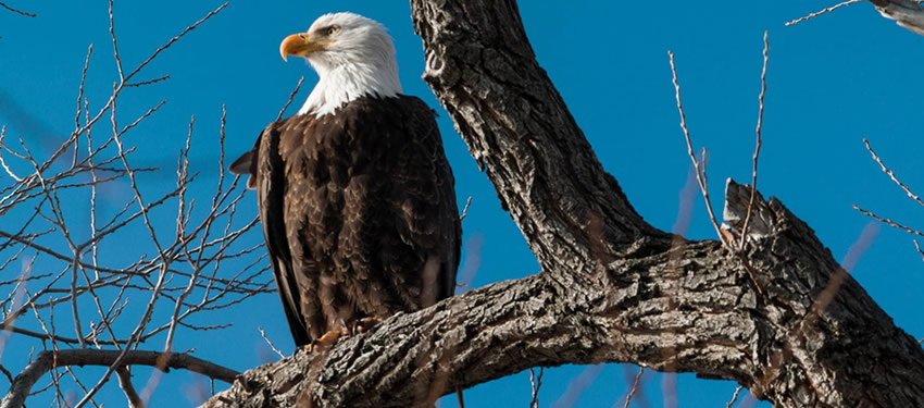 8 Essential Tips to Planning a Fantastic Day of Eagle Watching